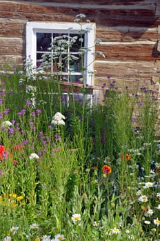 Colorful summer flower garden in front of cabin window