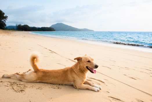 Dog relaxing on sand tropical beach near the blue