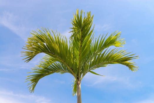 One nice palm tree in the blue sunny sky 