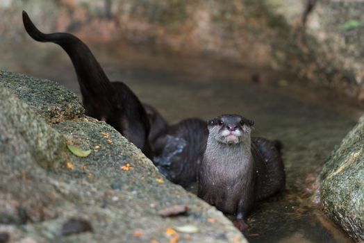 Asian small-clawered otters (Aonyx cinerea) in a fresh water stream