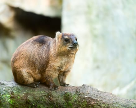 Rock Hyrak (Procavia capensis) sitting on a tree log with a rock on background