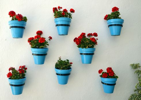 Flowers in a flower pot on the wall
