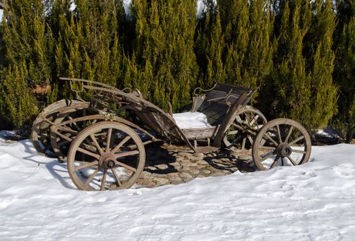 vintage grunge dirty wooden carriage between snow and evergreen thuja plants in winter park.