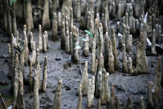 Mangroves in the Sundarbans, the river delta of Ganges, Meghna and Brahmaputra in Bangladesh