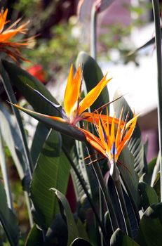 Strelitzia in a park in Eastern Congo (DRC), also called bird of paradise flower or crane flower