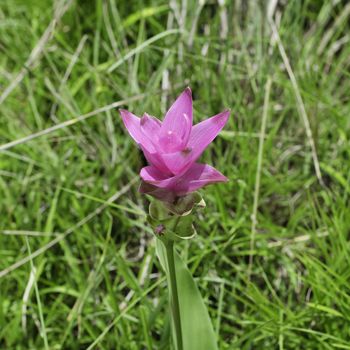 Siam tulip or summer tulip or dok krajiao(Curcuma alismatifolia) is a tropical plant at Chaiyaphum Province, Thailand