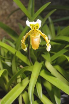 Yellow forest orchid, Scientific name "Paphiopedilum villosum", in rain forest Thailand.