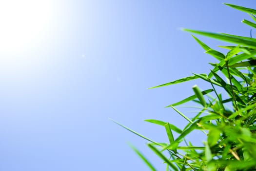 Green leaf with blue sky