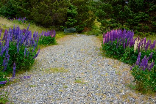 A country road surrounded by lupins and a bench at the end of the road