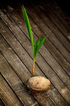 Fragile Green Plant Sprouting through Coconut on Wooden Stacks closeup