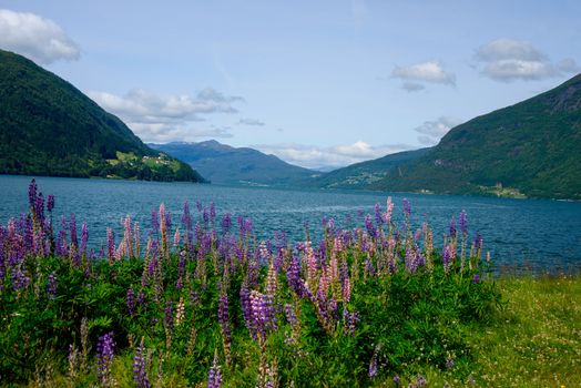 Summer in the fjords of Norway, sun, blue sky, sea and wildflowers