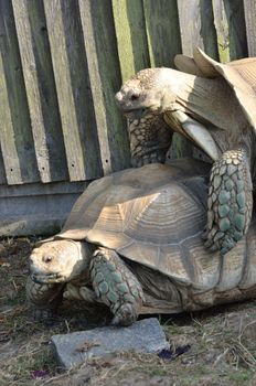 Tortoises Mating