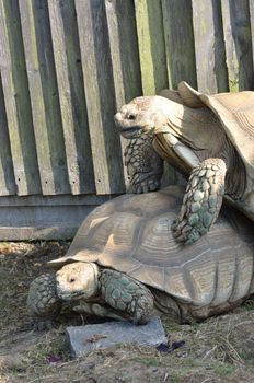 Two Tortoises Mating