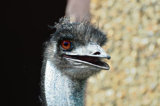 Emu head looking forward