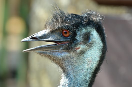 Head of Emu from Side