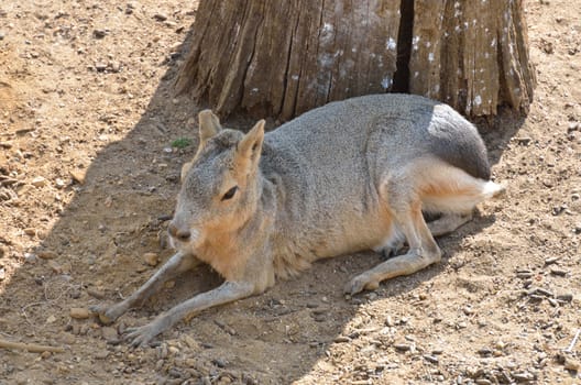 Cavy in Shade