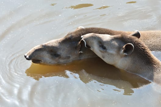 two tapirs swimming
