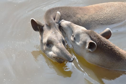 young and adult tapir in water