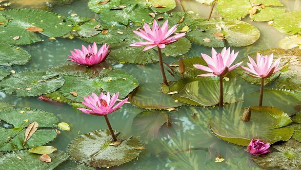 beautiful pink Lotus flowers floating in the water pond