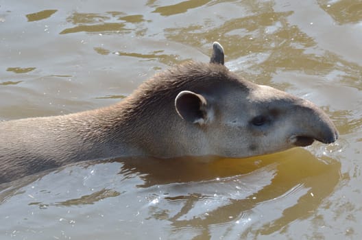 Head and shoulders of young Tapir