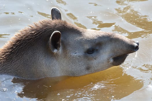 Young Tapir swimming