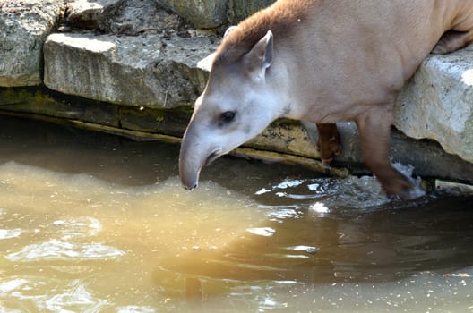 Tapir jumping in water