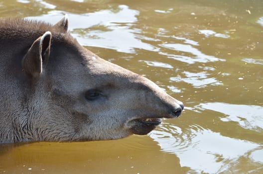 Head of Tapir in water
