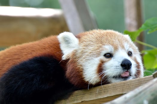 panda lying in the sun