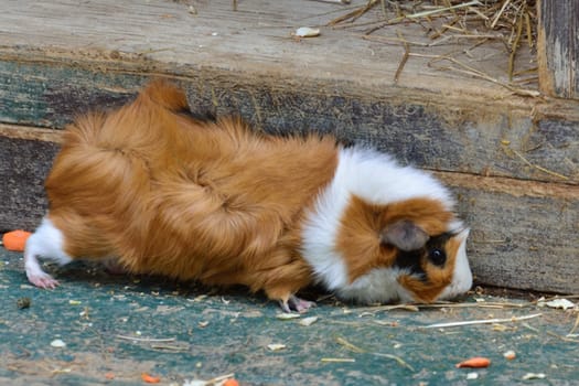 Pet Guinea Pig