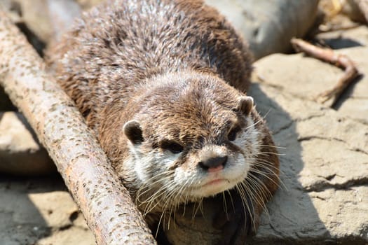 Otter on Rocks