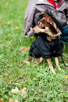 Sitting toy terrier in black coat in front of a person on a green grass
