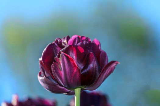 Black tulips close-up on a light blue background