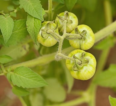 Organic immature green tomatoes growing in the garden