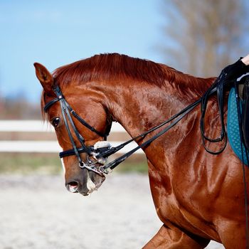 Brown stallion. Portrait of a sports red horse. Riding on a horse. Thoroughbred horse. Beautiful horse.