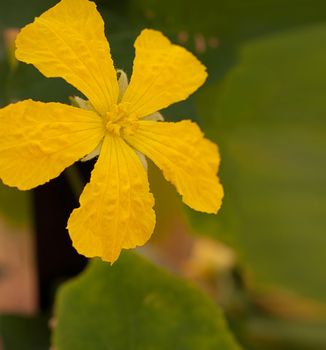 Loofah luffa gourd yellow flower close up