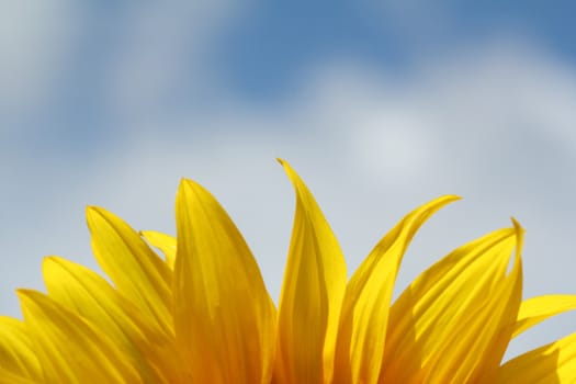 sunflower leaf and blue sky nature background 