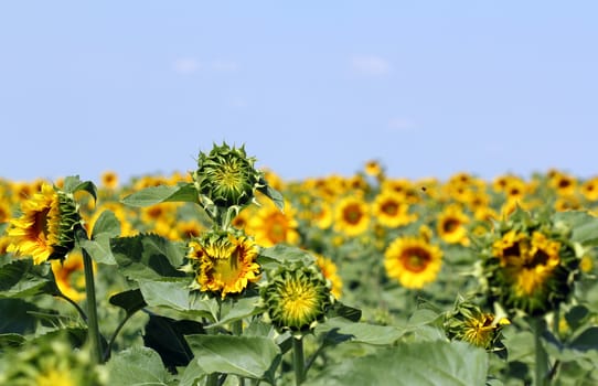 sunflower field summer season landscape