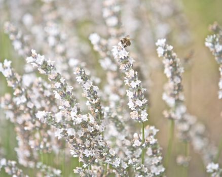 White Lavender Flowers in a garden