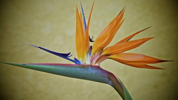 Bird of Paradise Queenly Strelitzia Flower