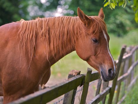 A brown horse looking over a wooden fence