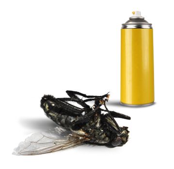 Insecticide spray bottle can and dead fly on white background isolated