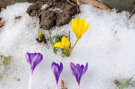yellow crocus flower grow in snow and blue cut blooms in spring garden.