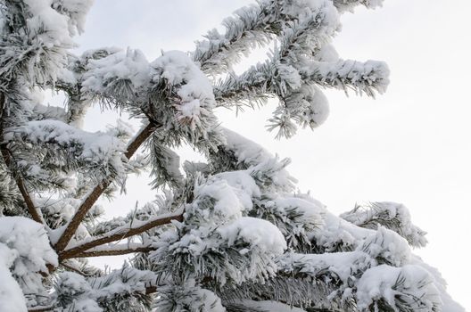 pine tree branch covered with hoarfrost background of the sky