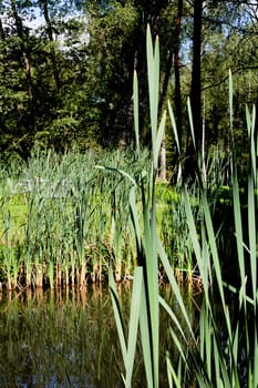 A small pond and green grass in summer day
