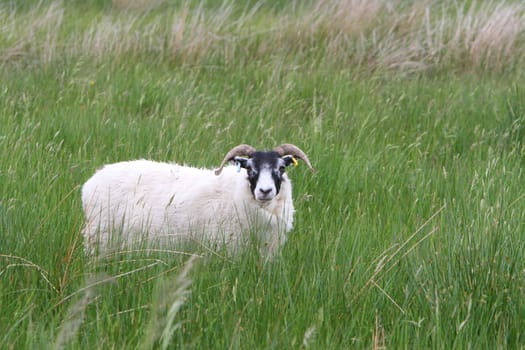 Sheep in a meadow