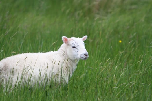 Lamb in meadow