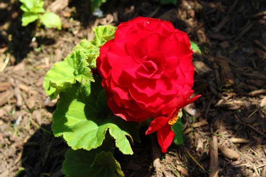 The Begonia flower is a subtropical and tropical perennial plant.