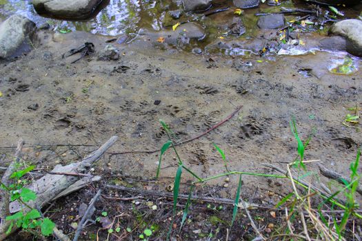 Various animal prints coming down to the river to drink water.