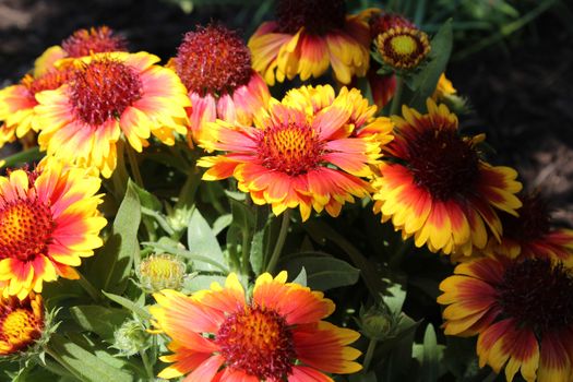 Gaillardia or the Blanket flower is a perennial and annual plant derived from the Sunflower plant.