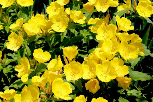 Ranunculus or Buttercup flower is a perennial plant usually flowering in the spring and sometimes in the summer.